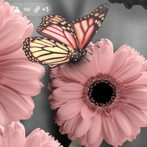 Meet your Posher, Priscilla - Picture 2 of 8